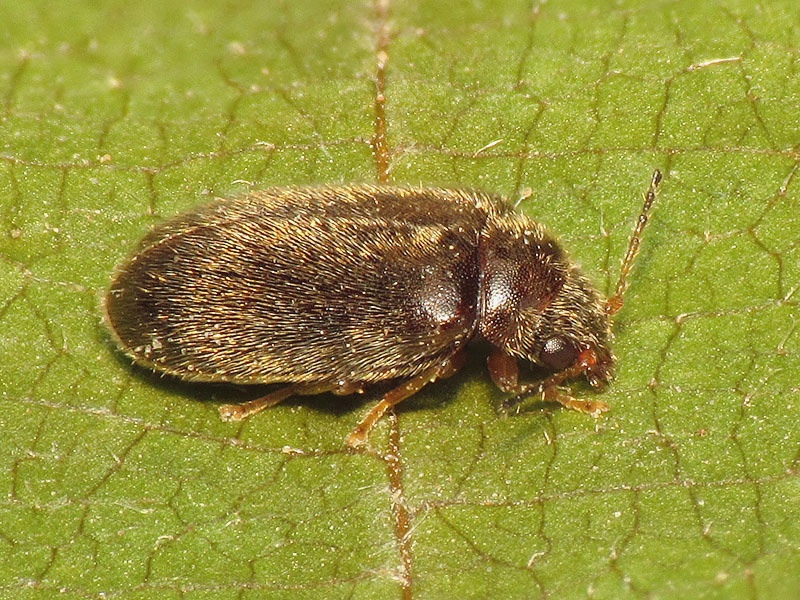 piccolo e peloso - Scirtidae: Cyphon sp.